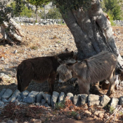 Ein- und Ausblicke von Muleta de Ca S'Hereu