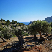 Ein- und Ausblicke von Muleta de Ca S'Hereu